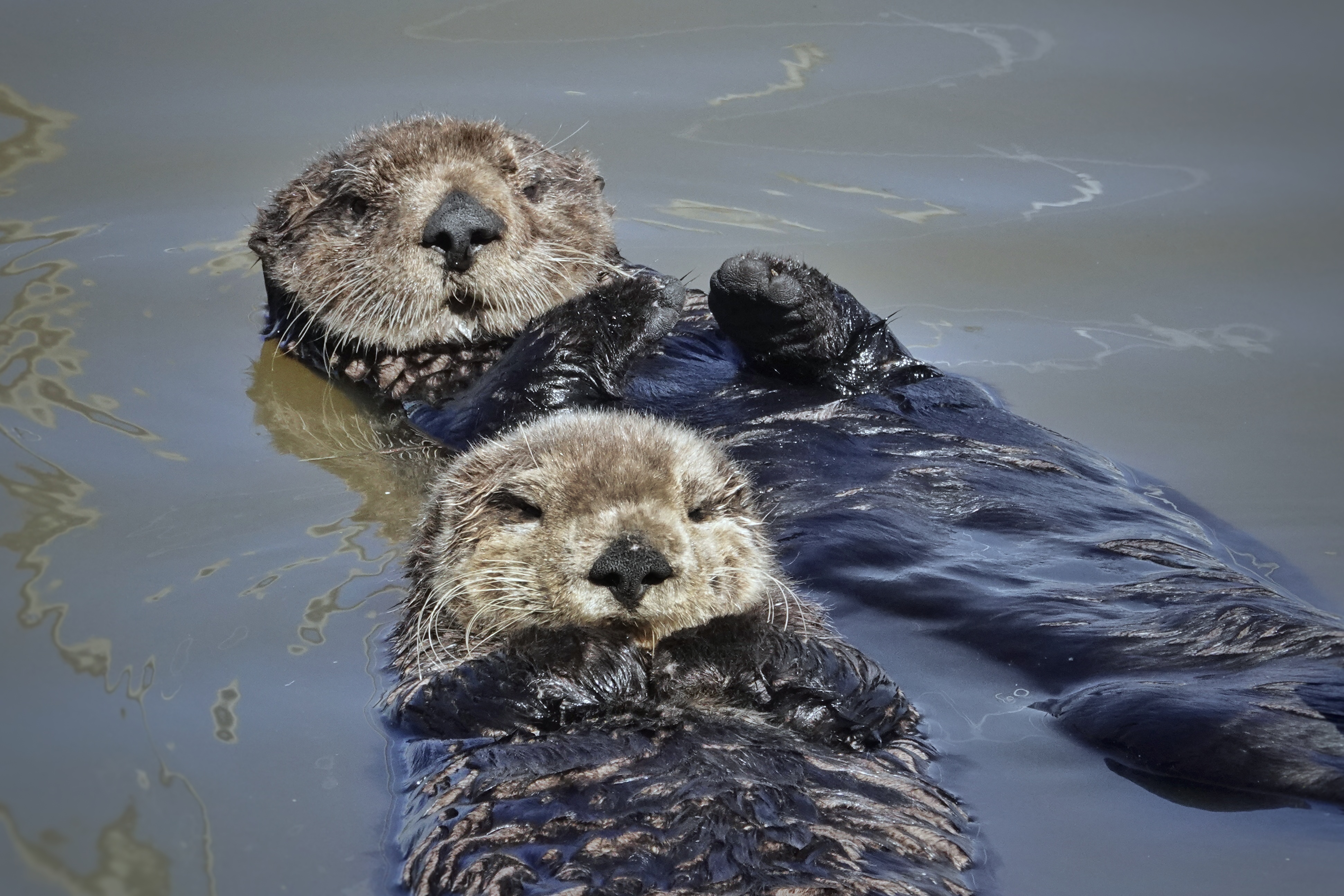 Loutre de mer avec son petit